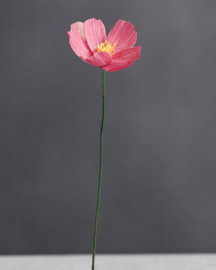 Cosmos Stem (Paper)