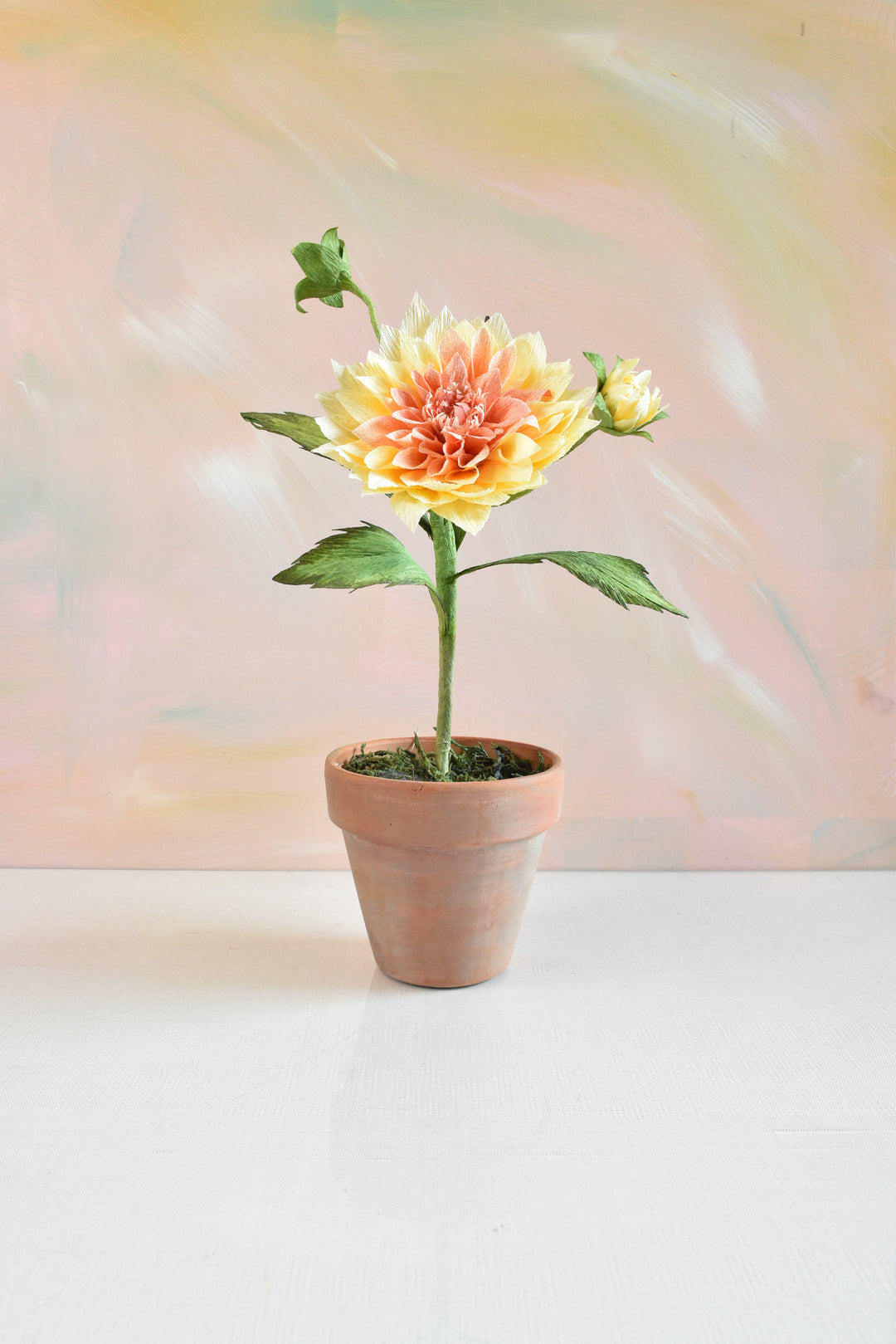Potted Dahlia