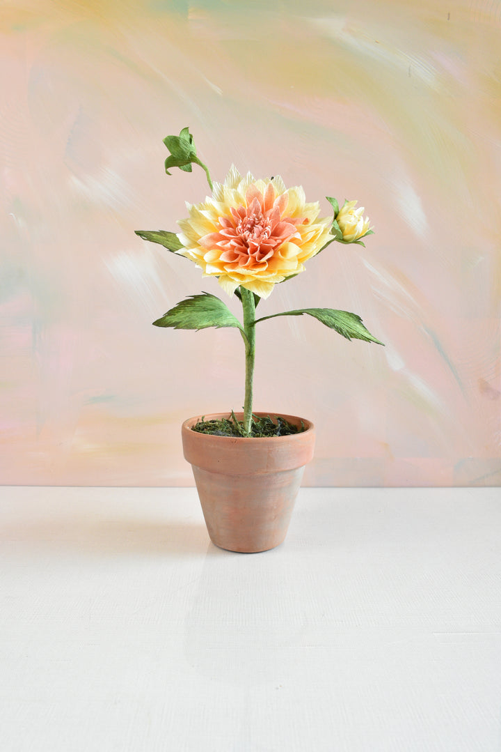 Potted Dahlia