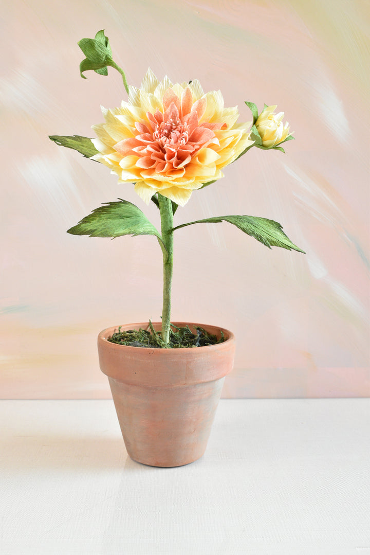 Potted Dahlia
