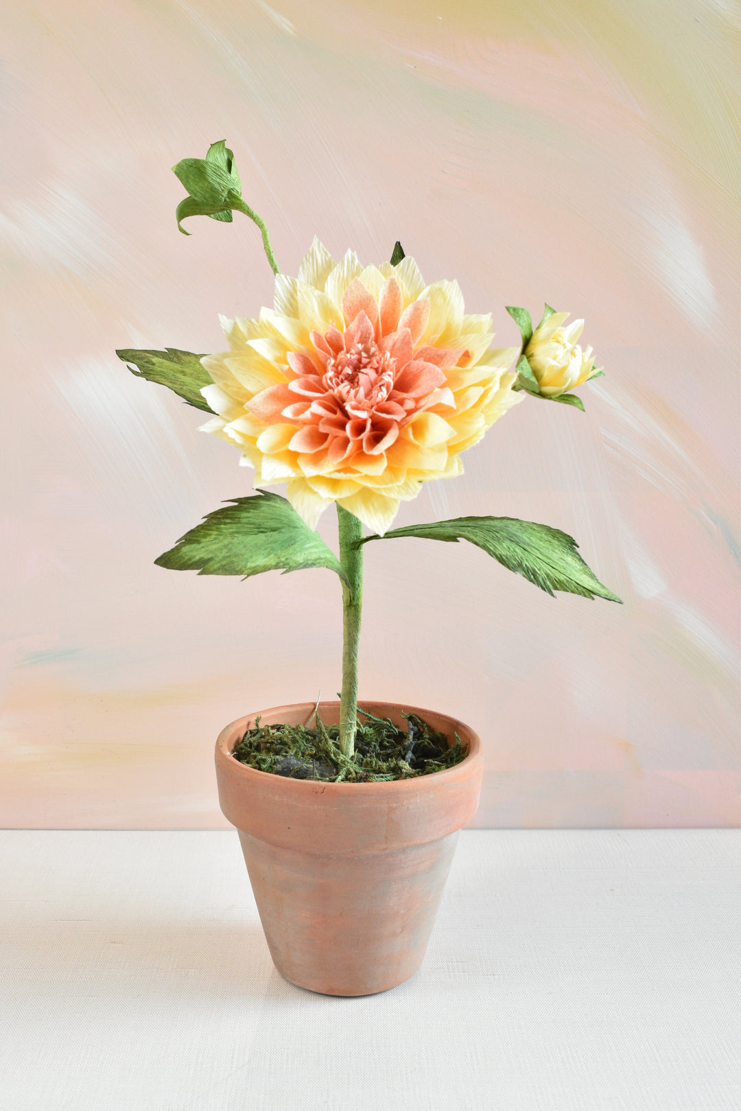 Potted Dahlia