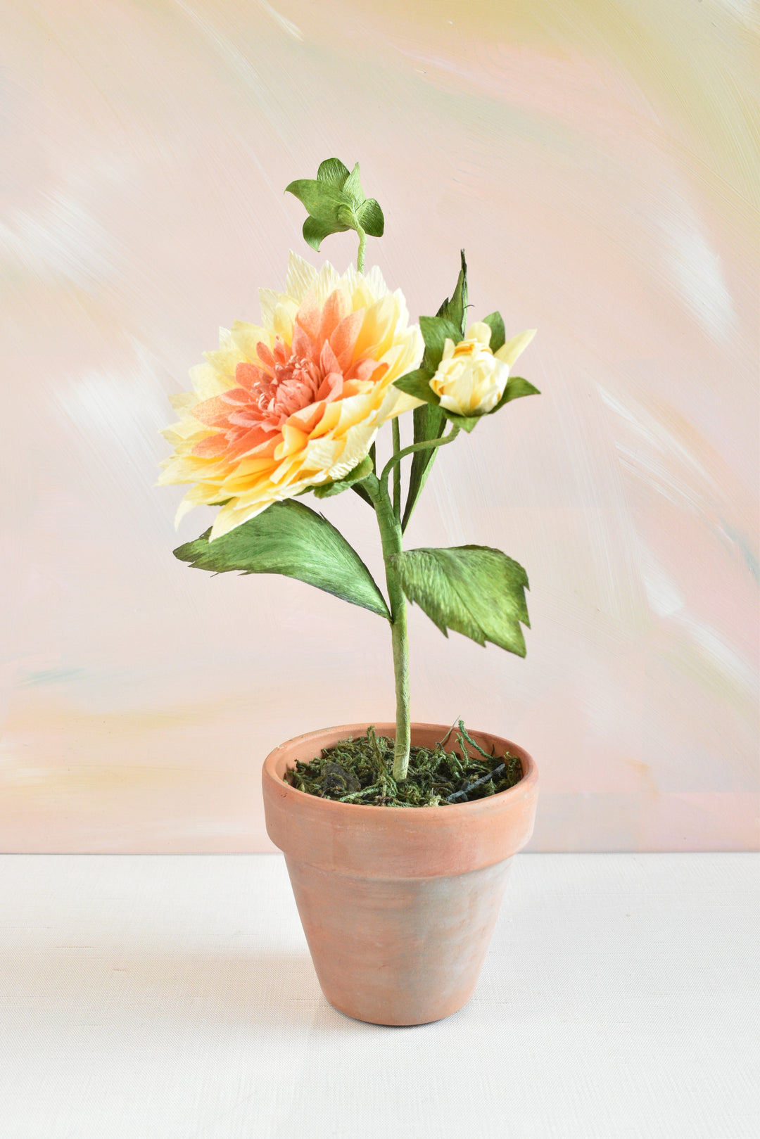 Potted Dahlia