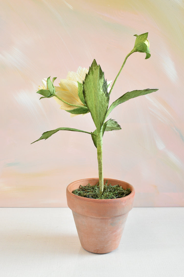 Potted Dahlia