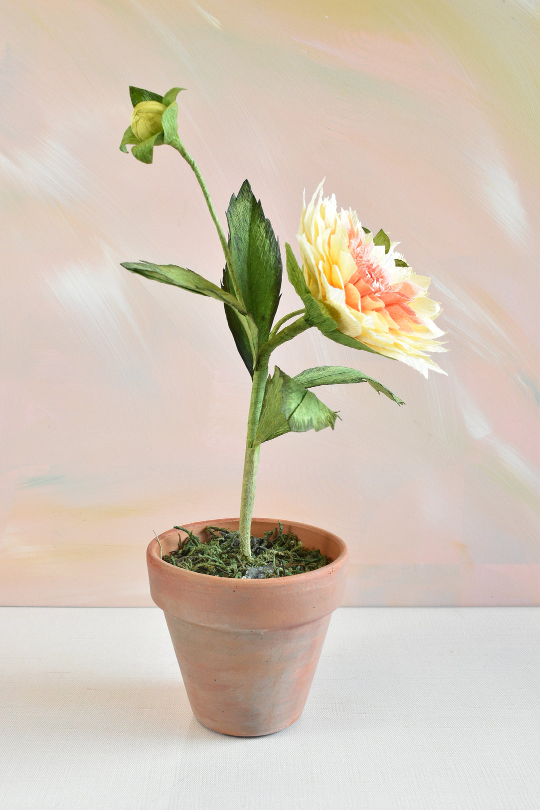 Potted Dahlia
