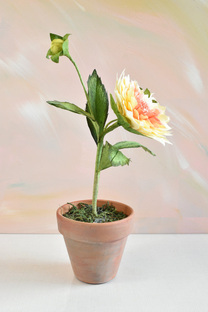 Potted Dahlia