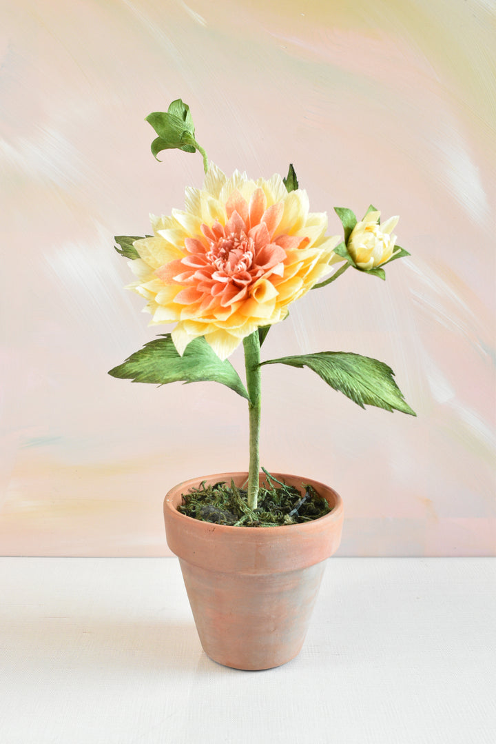 Potted Dahlia