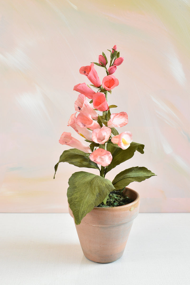 Potted Foxglove