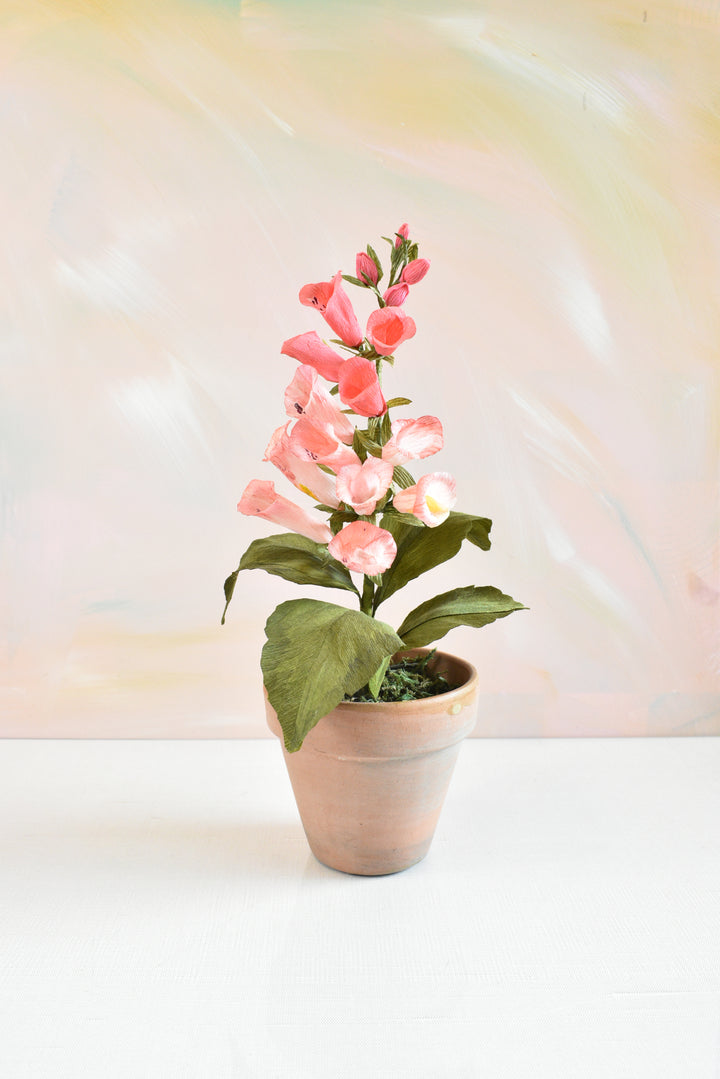 Potted Foxglove