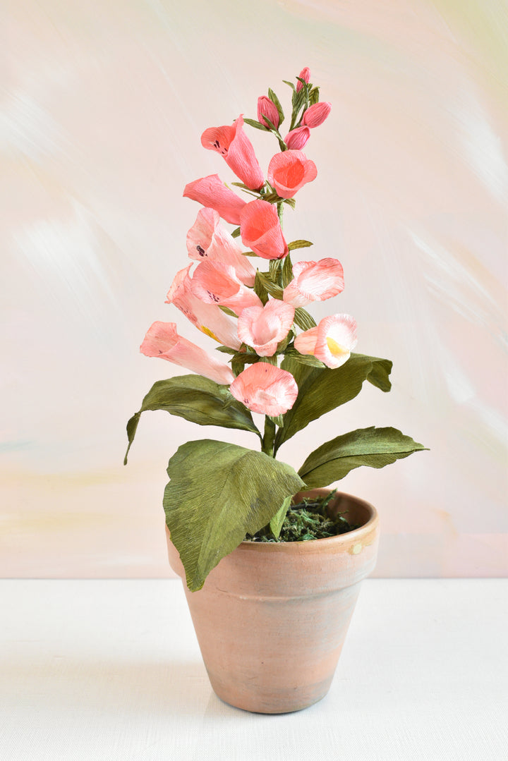 Potted Foxglove
