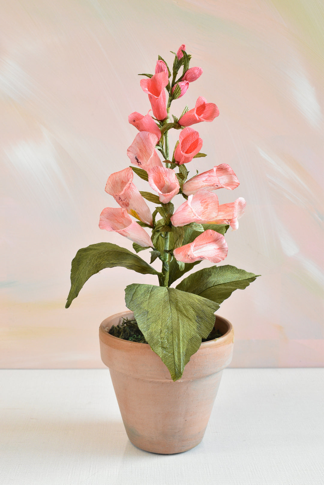 Potted Foxglove
