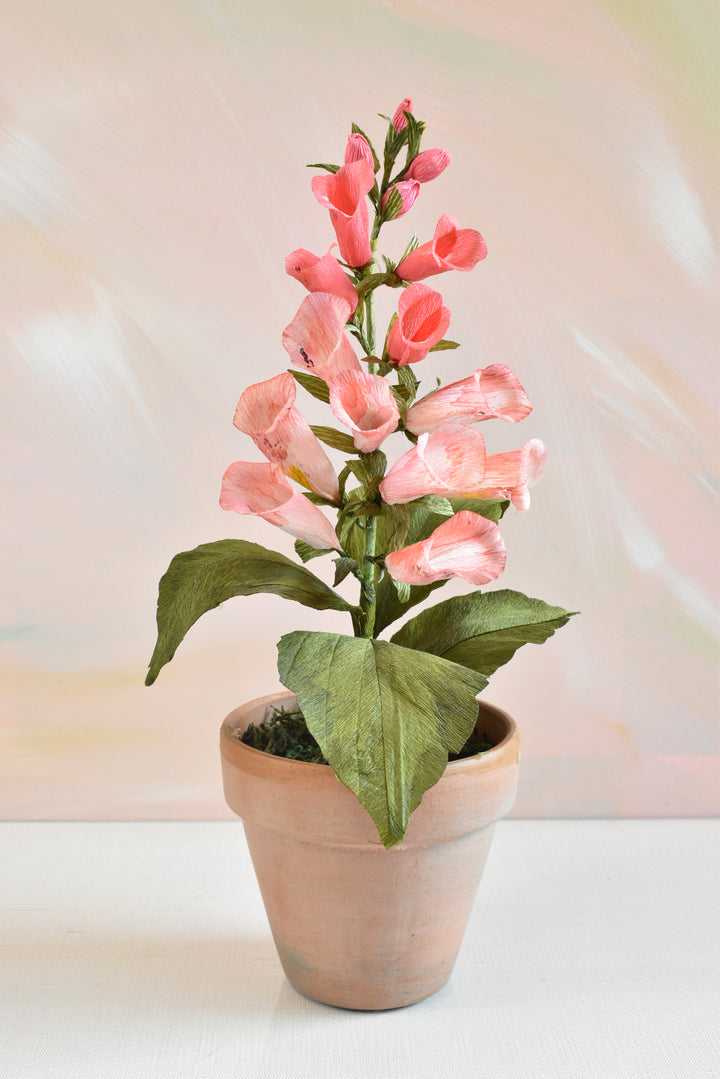 Potted Foxglove