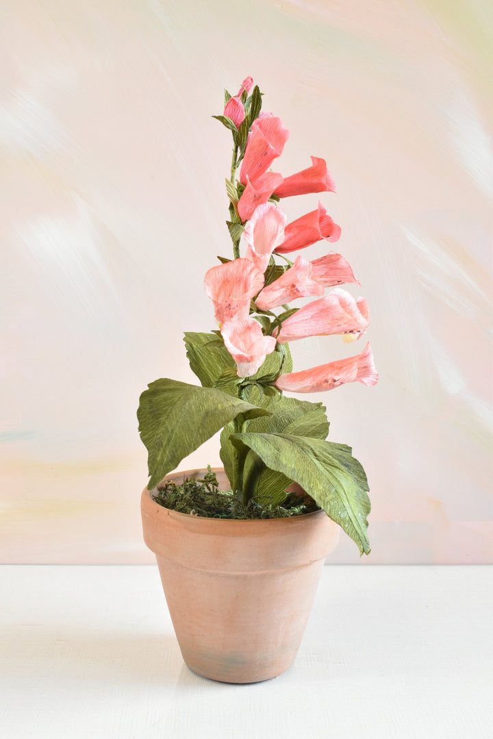 Potted Foxglove