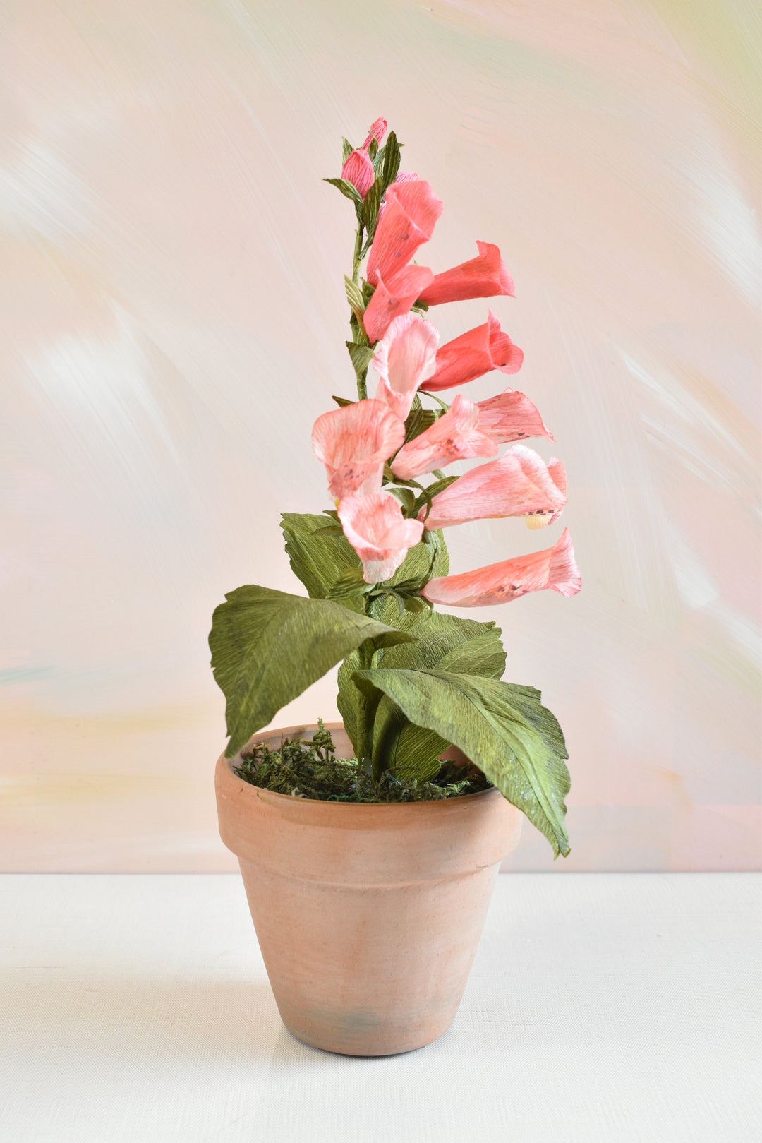 Potted Foxglove