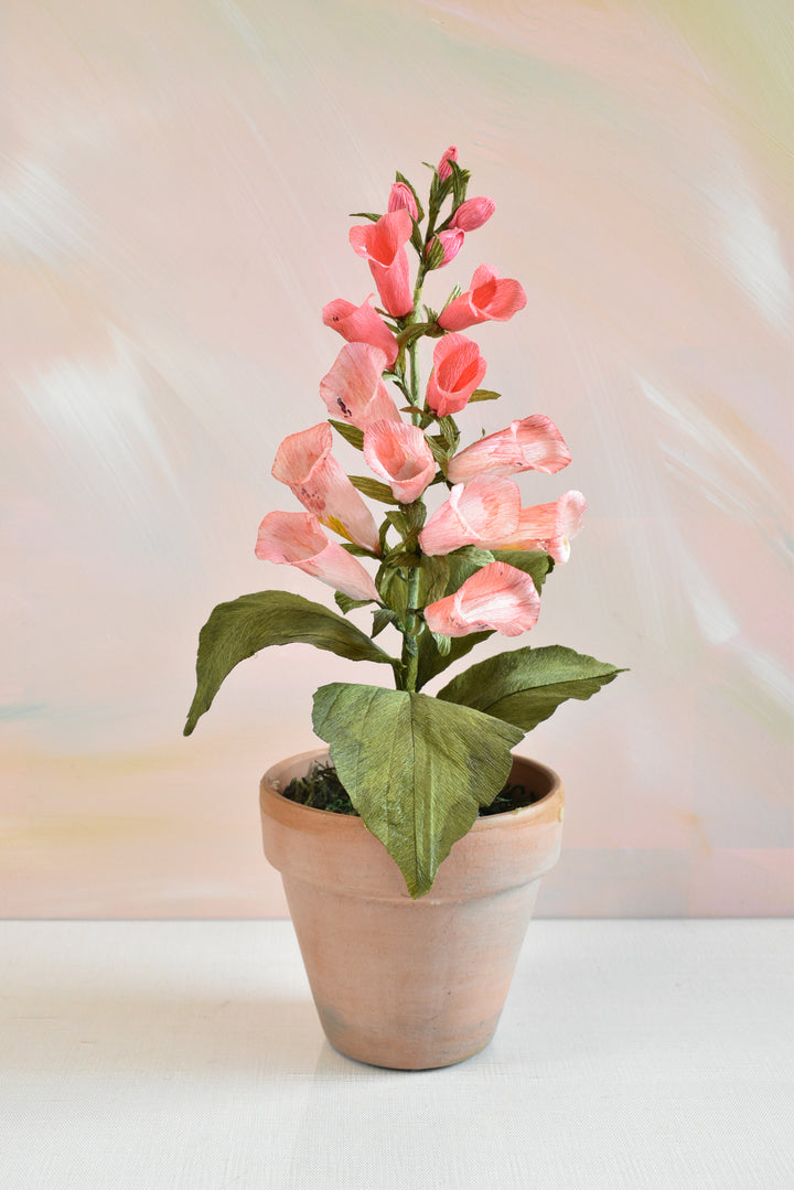 Potted Foxglove