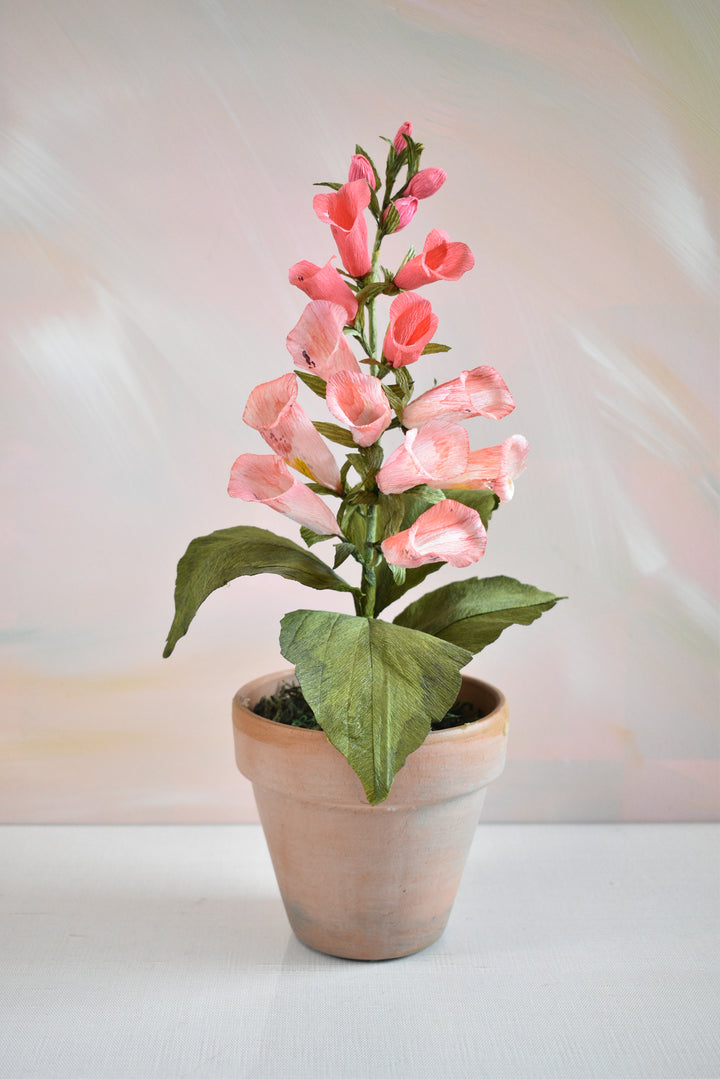 Potted Foxglove