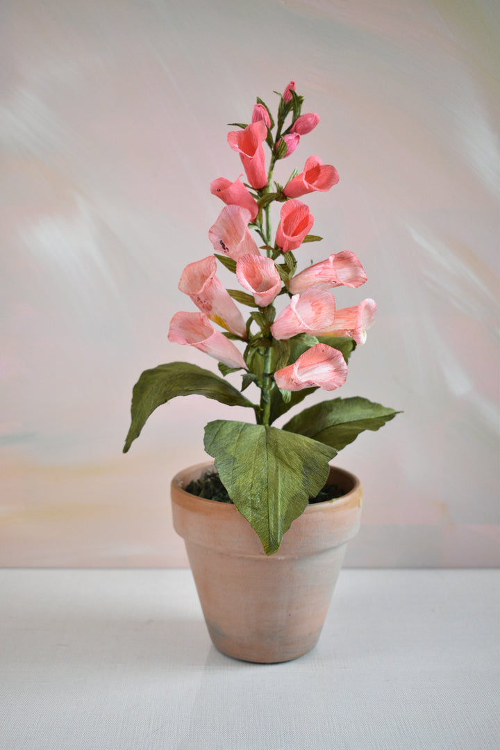 Potted Foxglove