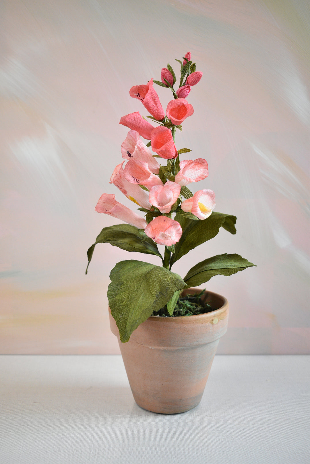 Potted Foxglove