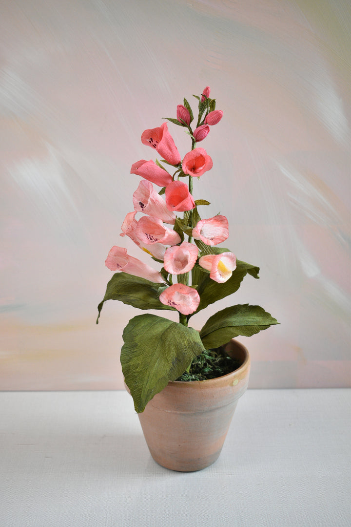 Potted Foxglove