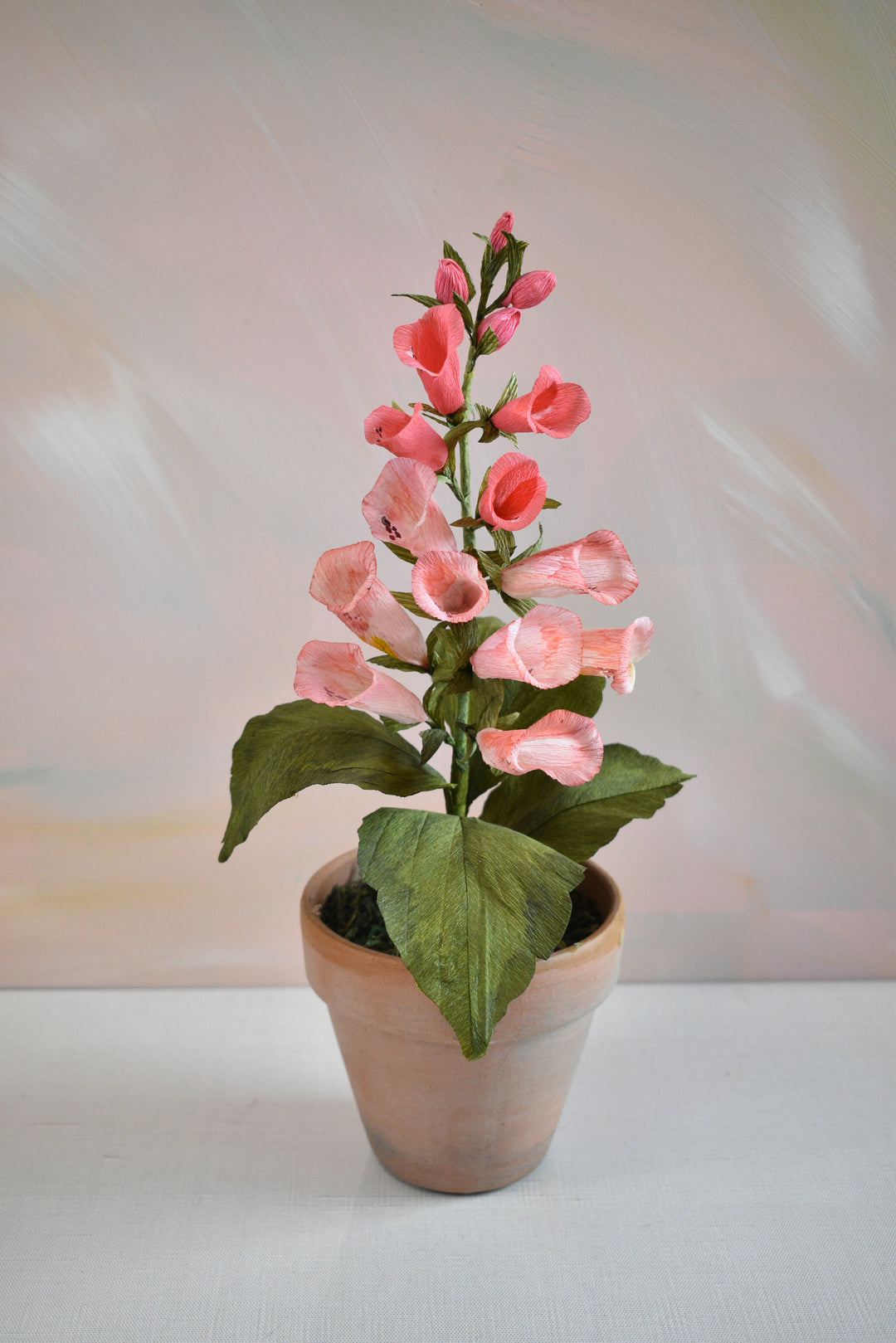 Potted Foxglove