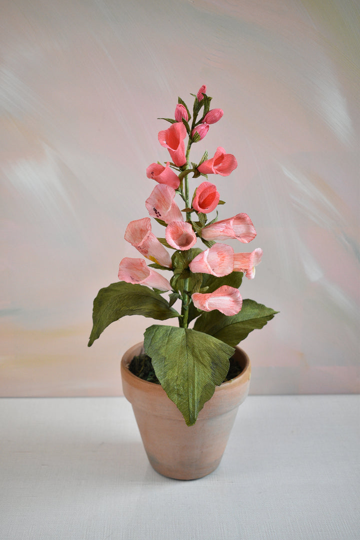Potted Foxglove