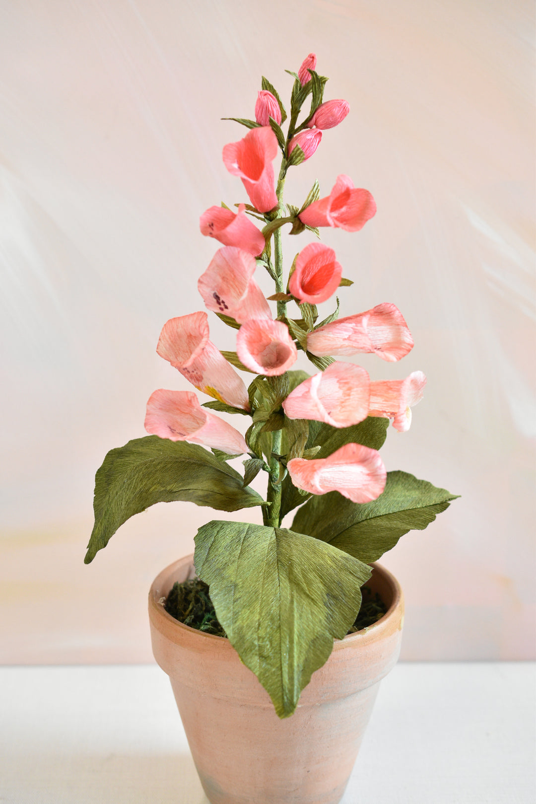 Potted Foxglove