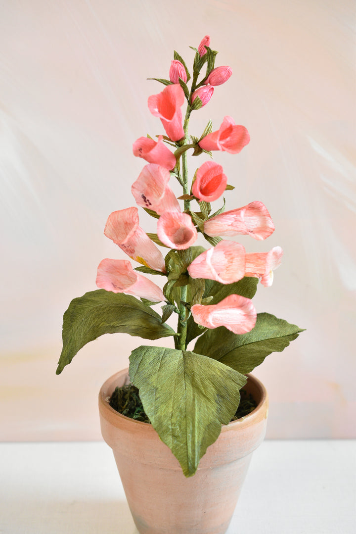 Potted Foxglove