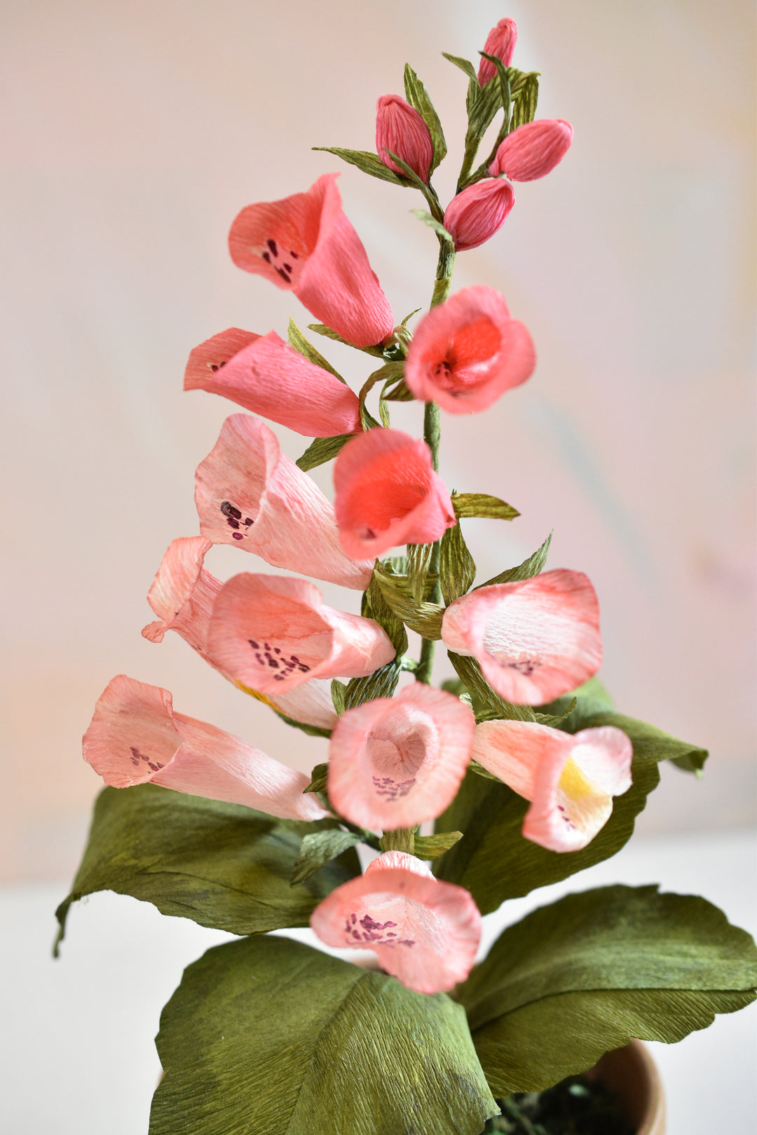 Potted Foxglove