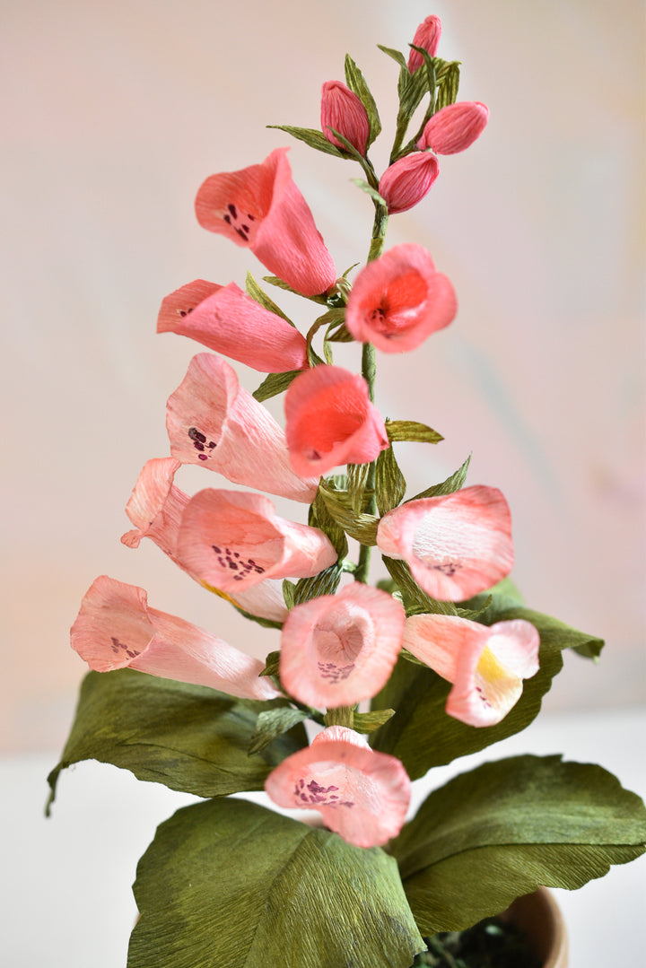 Potted Foxglove