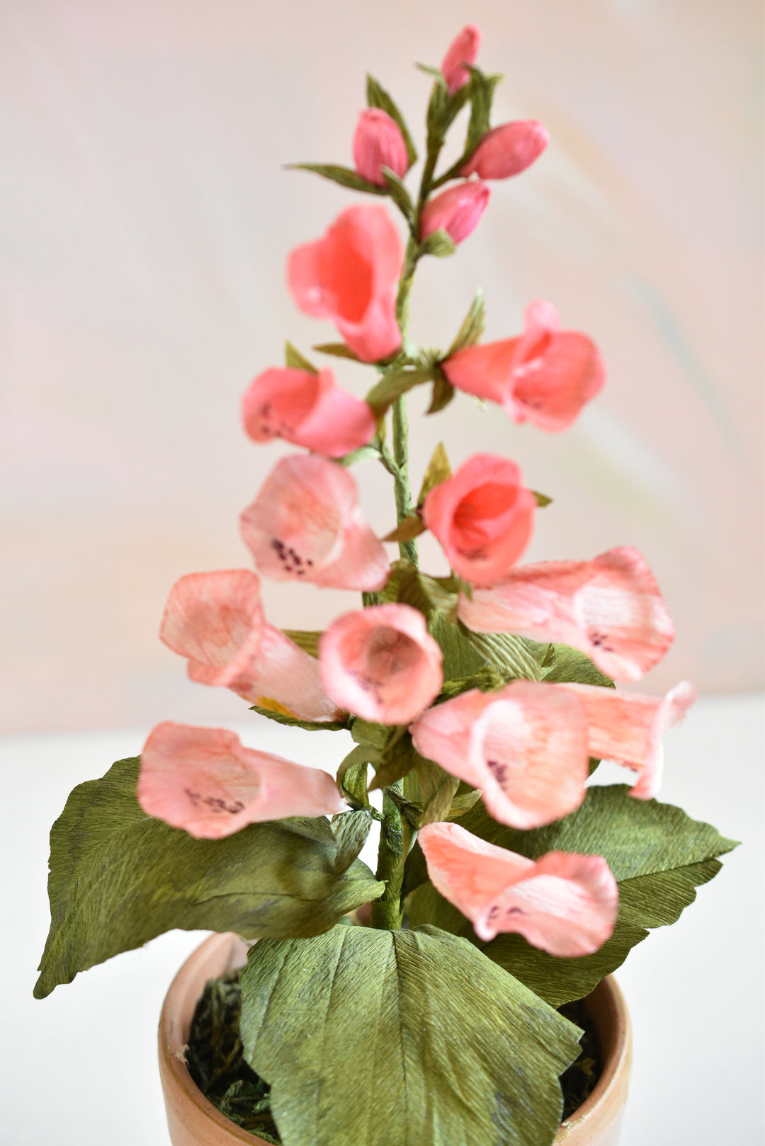 Potted Foxglove