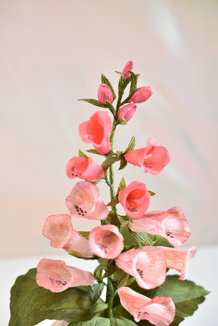 Potted Foxglove