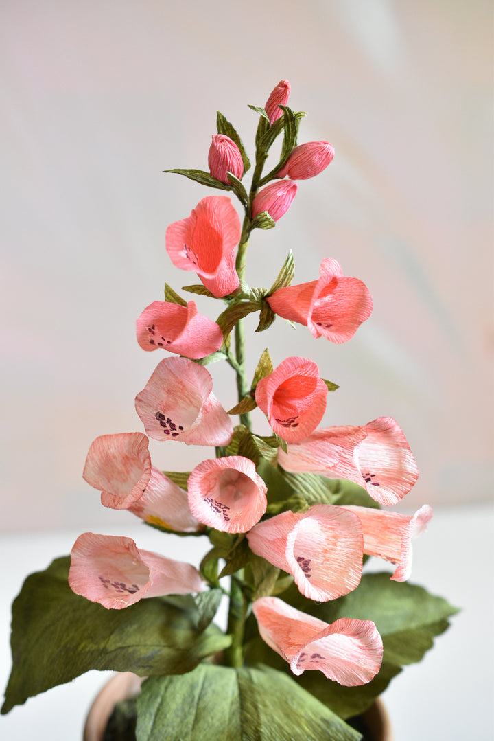 Potted Foxglove