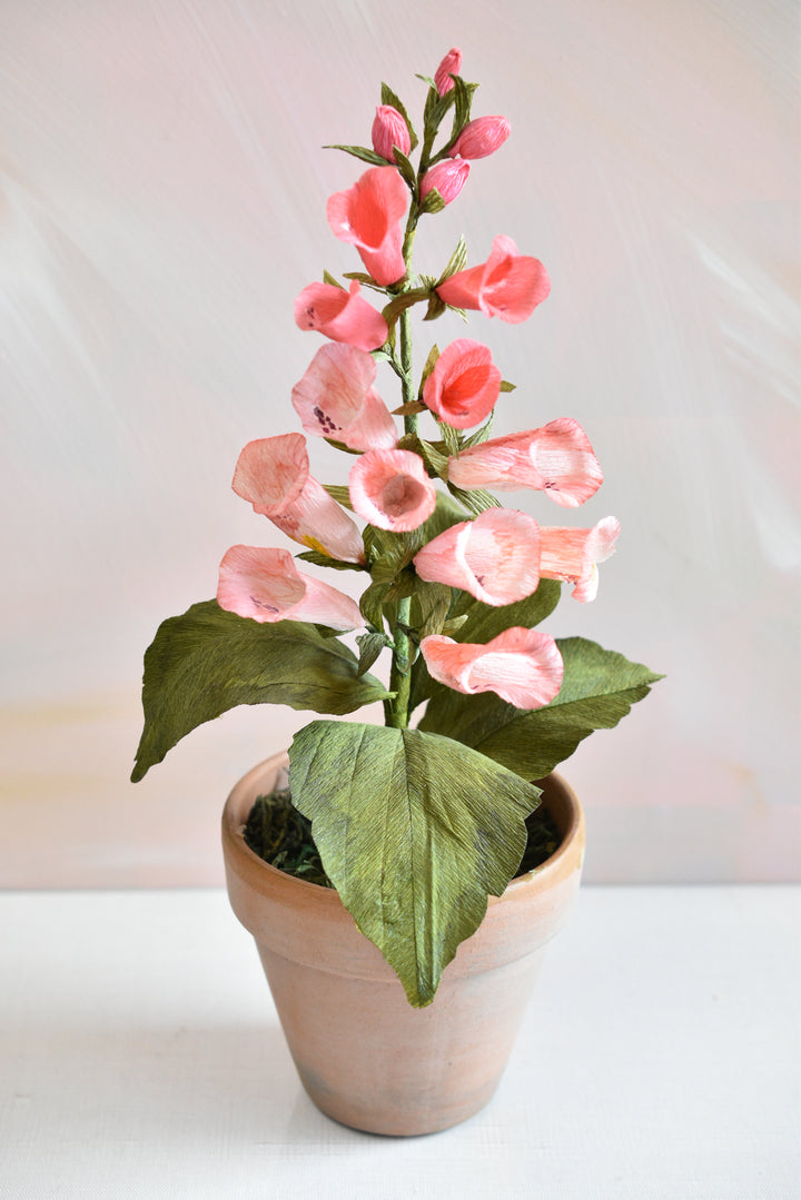 Potted Foxglove