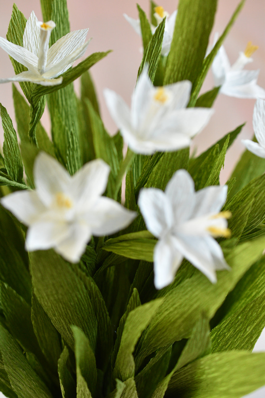 Potted Paperwhites in White Ceramic Pot