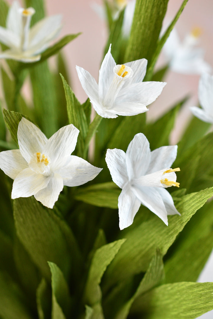Potted Paperwhites in White Ceramic Pot
