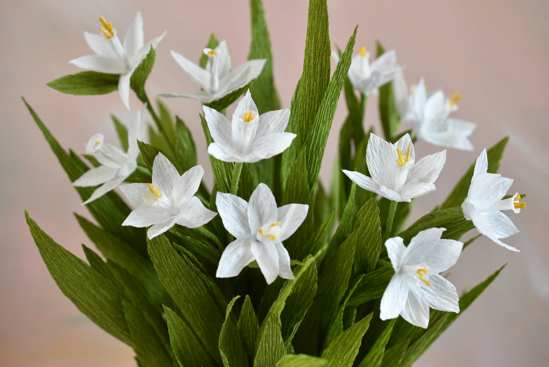 Potted Paperwhites in White Ceramic Pot