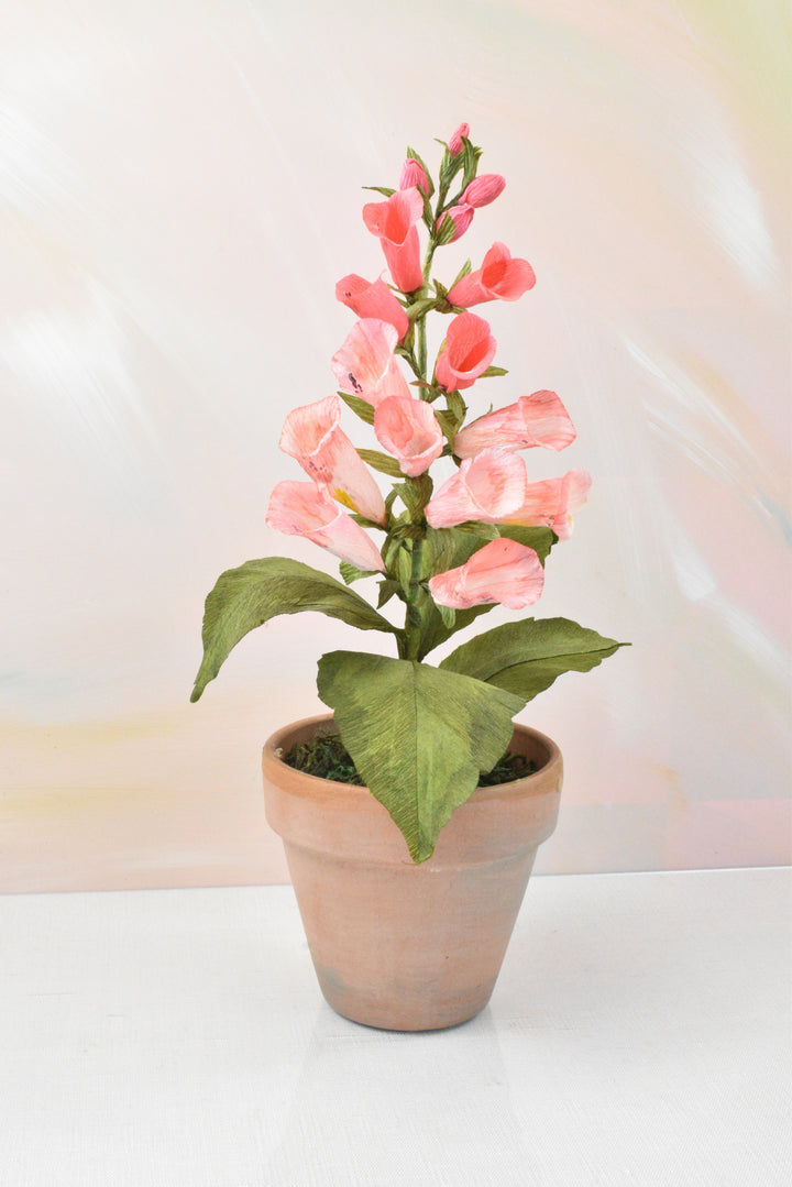 Blushing Foxglove