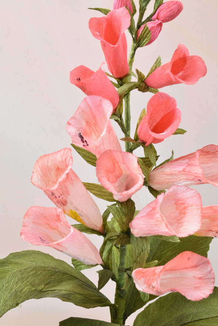 Blushing Foxglove