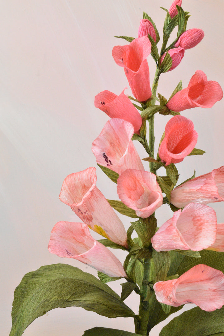 Blushing Foxglove
