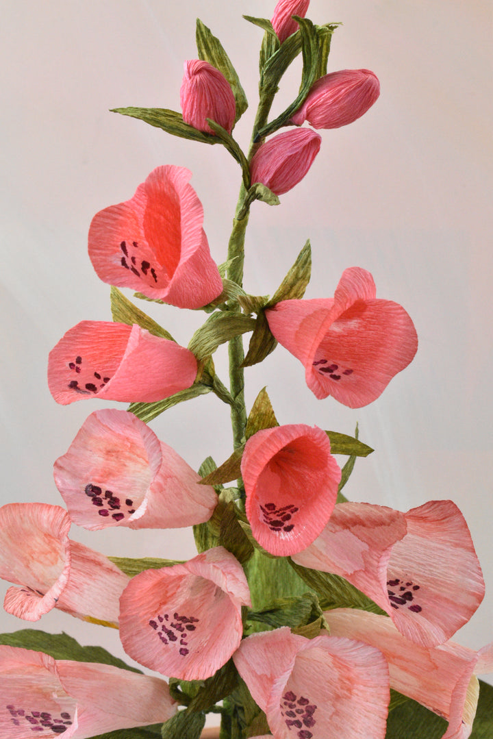 Blushing Foxglove