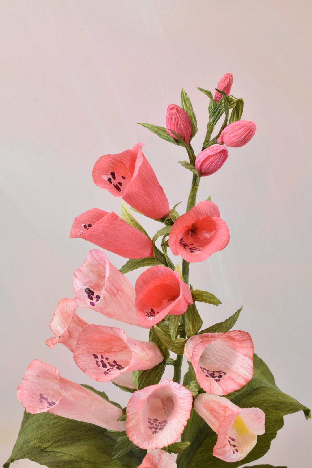 Blushing Foxglove