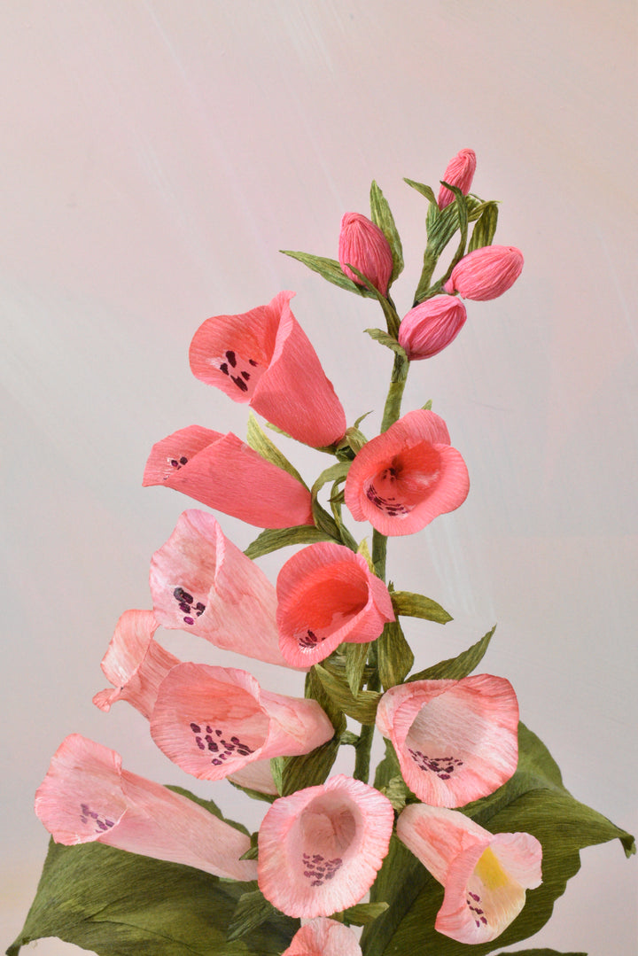 Blushing Foxglove