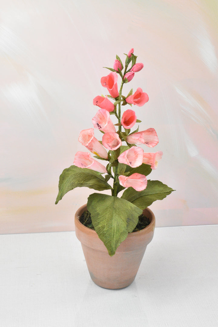 Blushing Foxglove