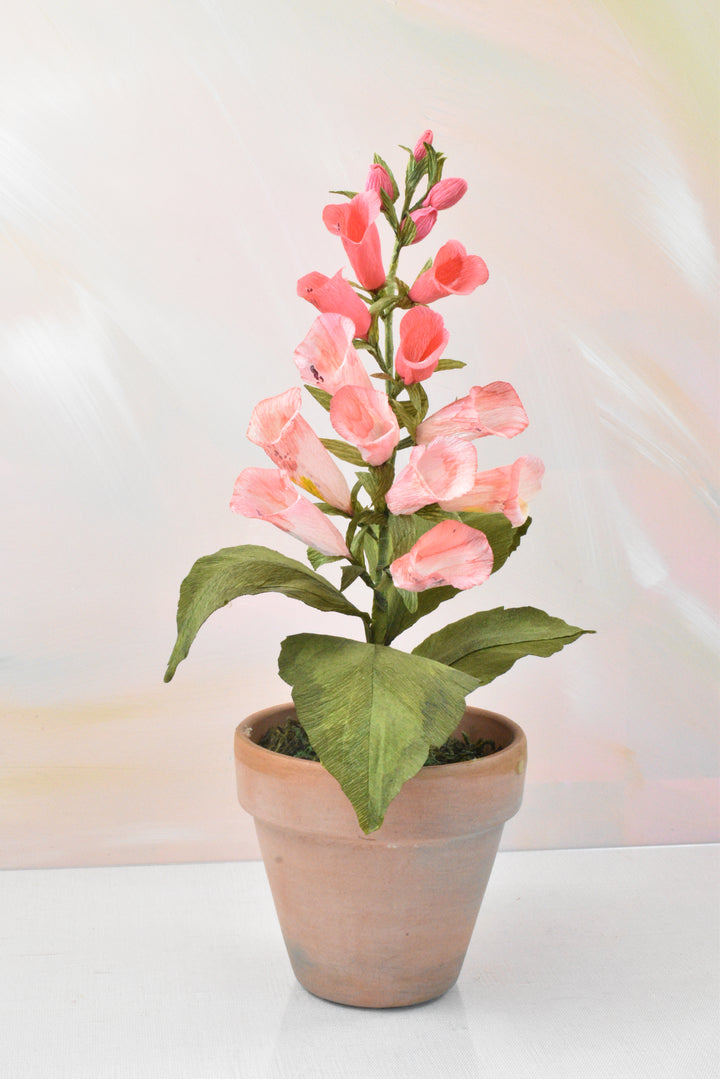 Blushing Foxglove