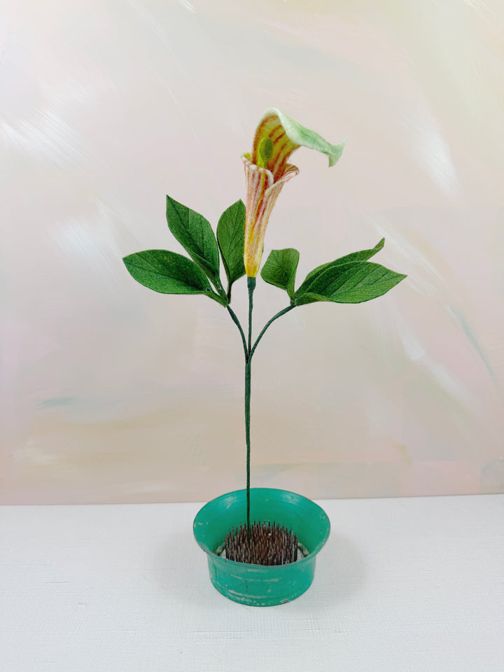 Felt Jack In The Pulpit