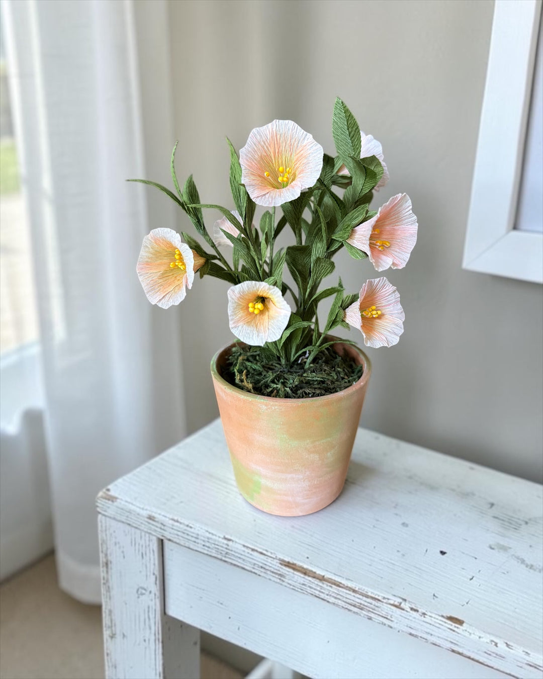 Potted Petunia
