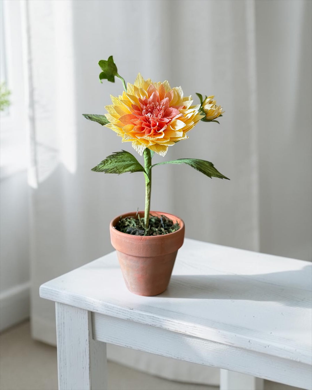 Potted Dahlia