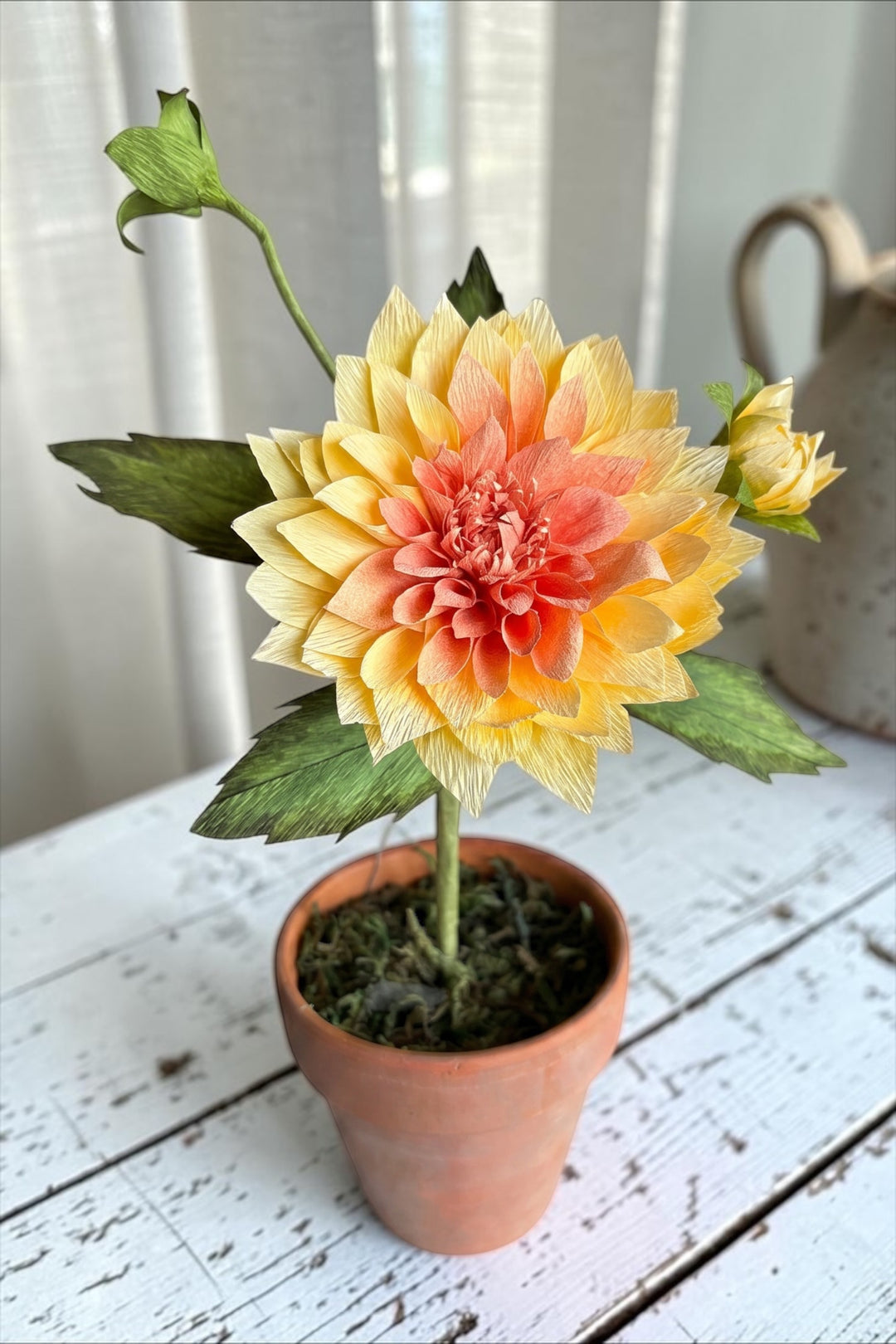 Potted Dahlia