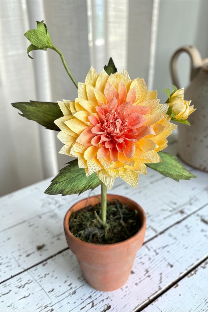 Potted Dahlia