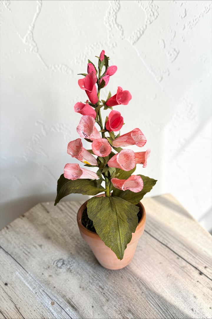 Potted Foxglove Stem