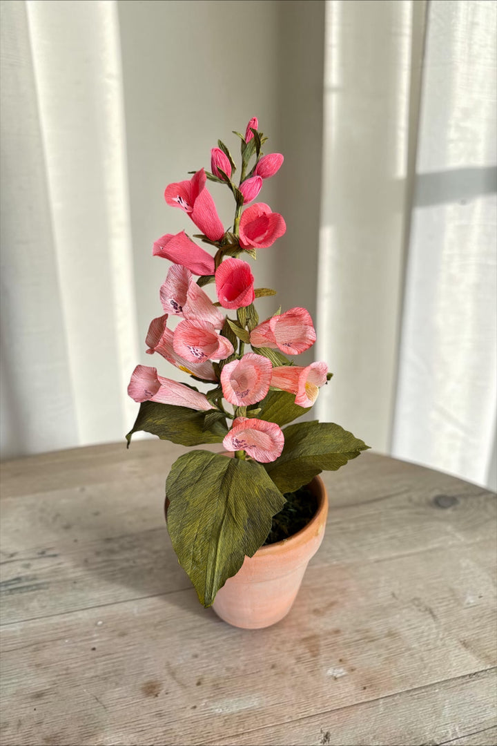 Potted Foxglove Stem